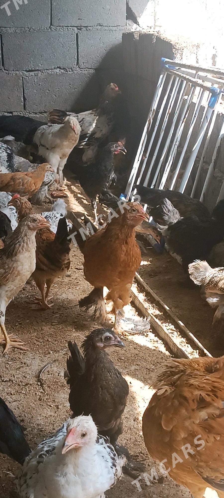 juyje - Garadamak Şor - img 2