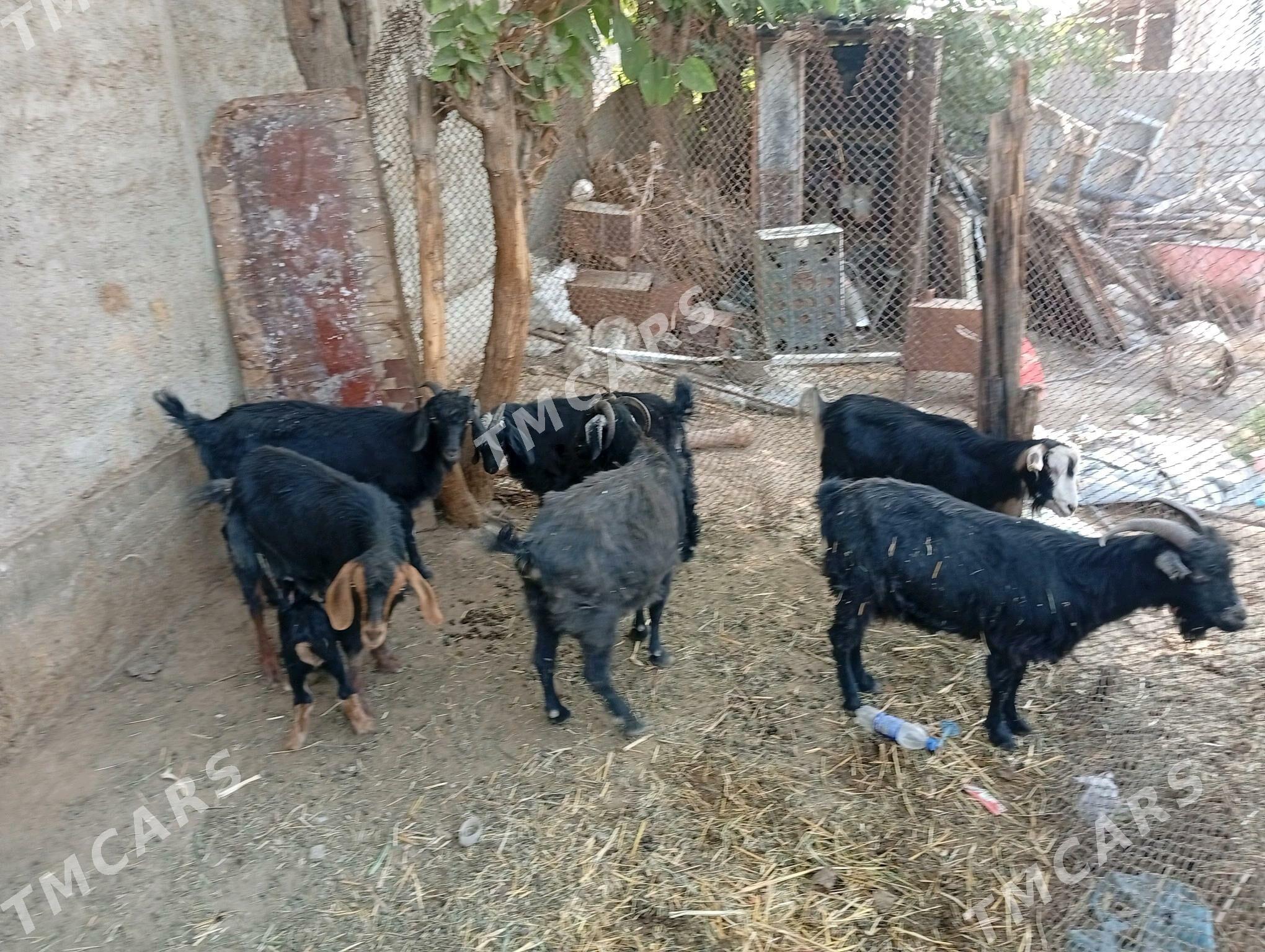Geçi - Гёкдепе - img 2