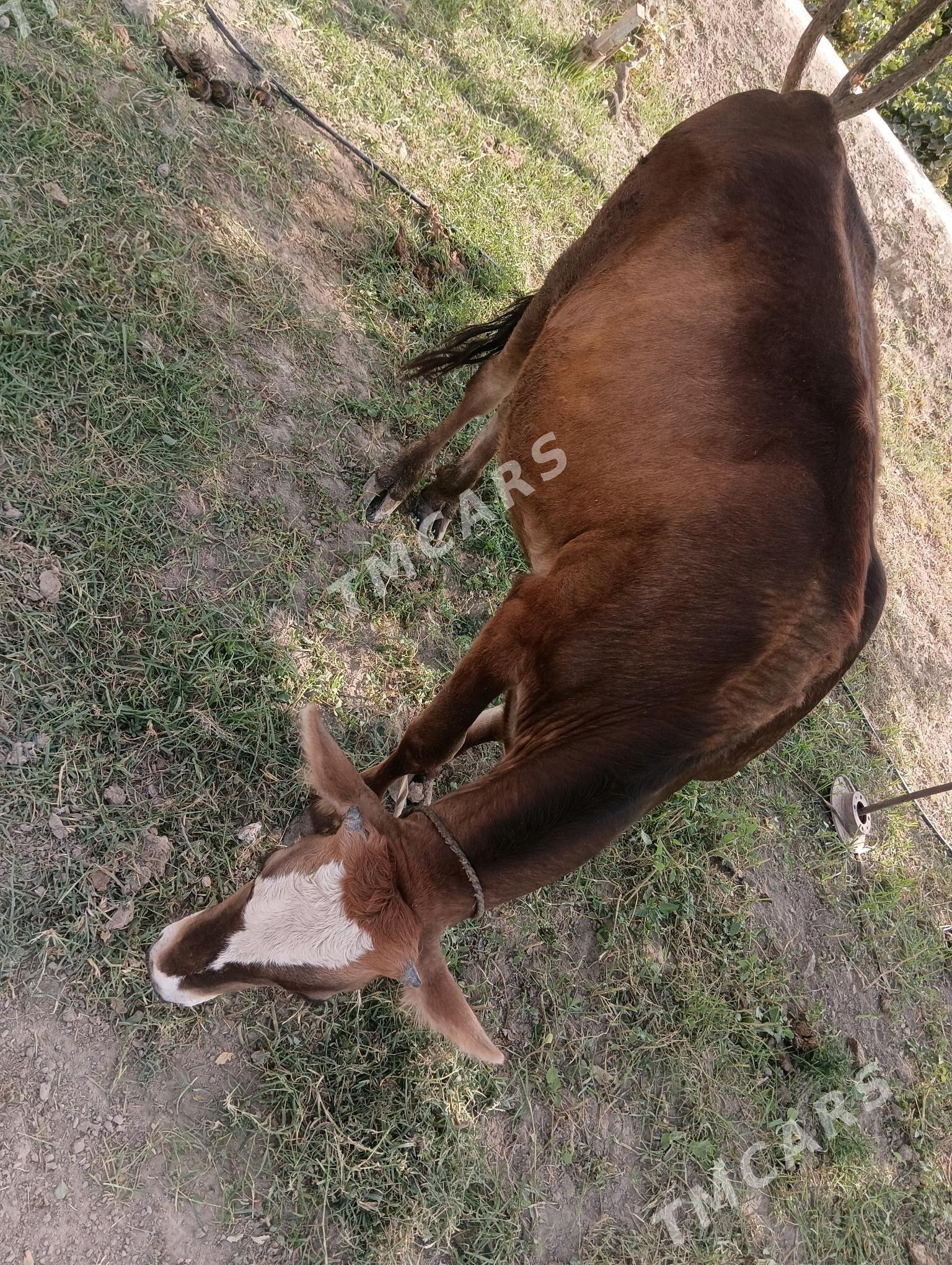 okuz bicilen - Büzmeýin - img 2
