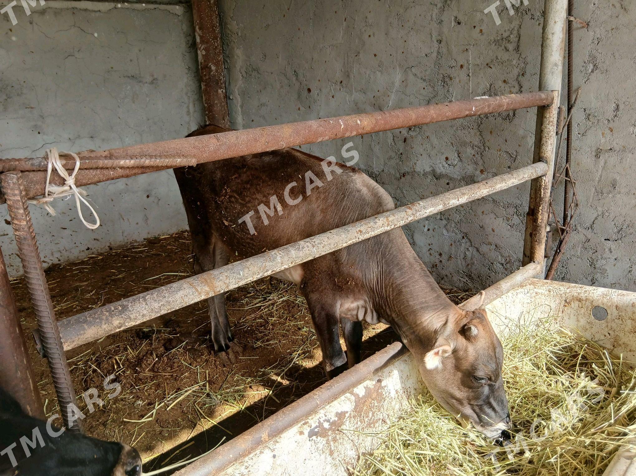 ÖKÜZ WE TUWE - Ak bugdaý etraby - img 2