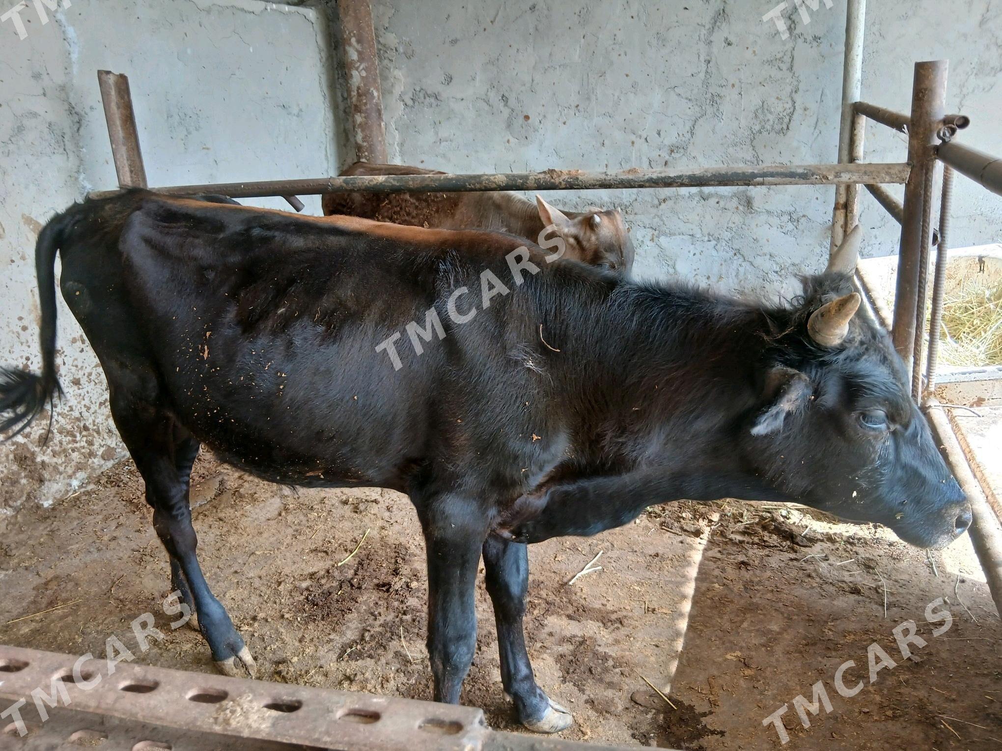 ÖKÜZ WE TUWE - Ak bugdaý etraby - img 4