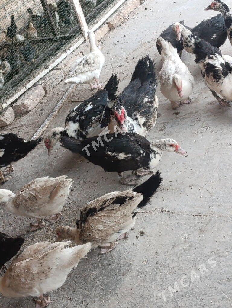induşka fason musgus parodny - Дянев - img 3
