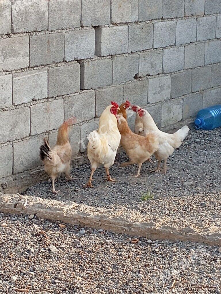 towuklar - Kaka - img 3