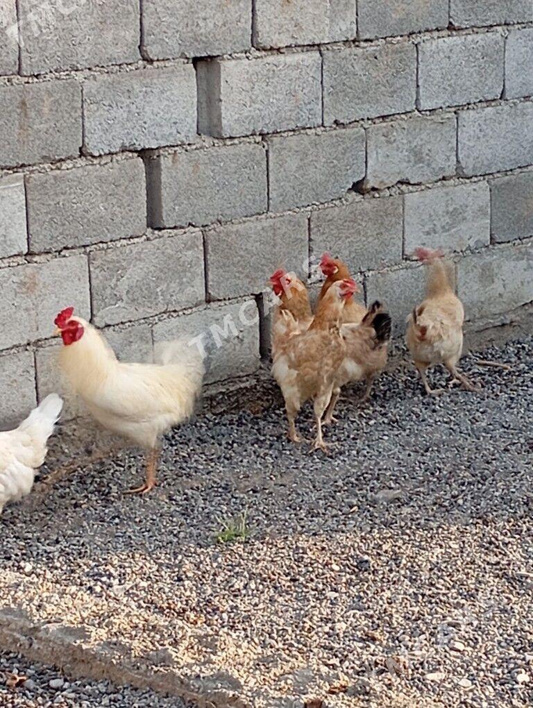 towuklar - Kaka - img 4