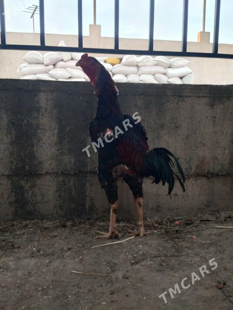 taşkent - Анев - img 3