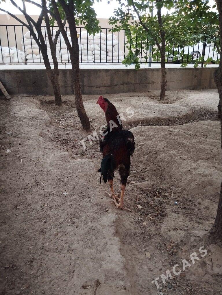 taşkent - Анев - img 2