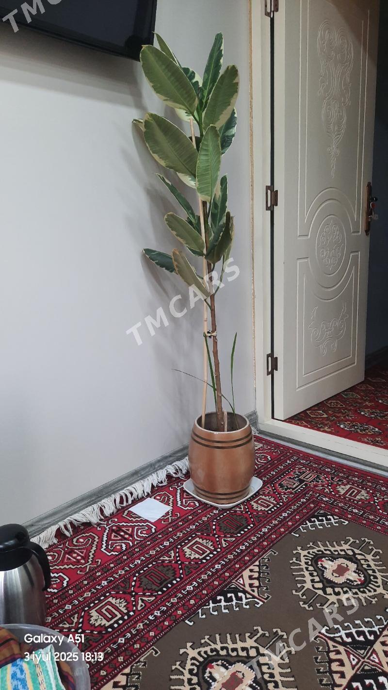 Öý gül - Türkmenabat - img 3