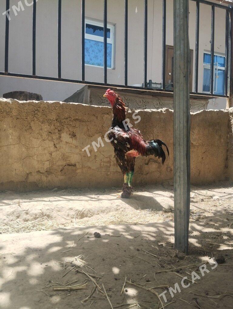 taşkent - Анев - img 6