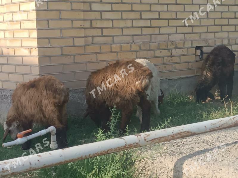 токлы - Шатлык - img 3