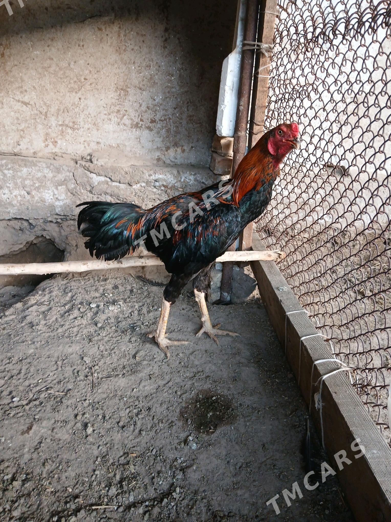 horaz - Sakar - img 3
