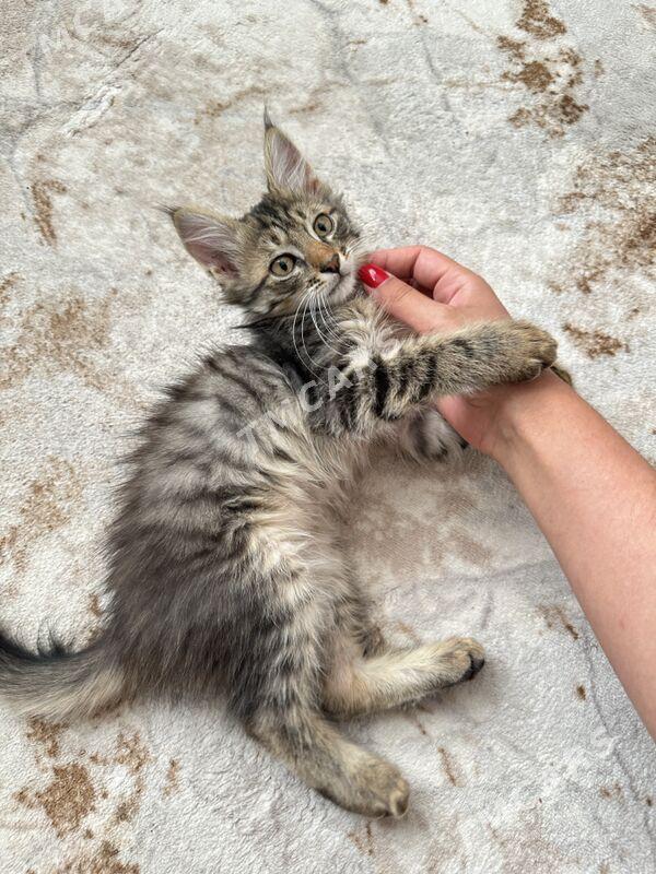 котенок в добрые руки - Ашхабад - img 3