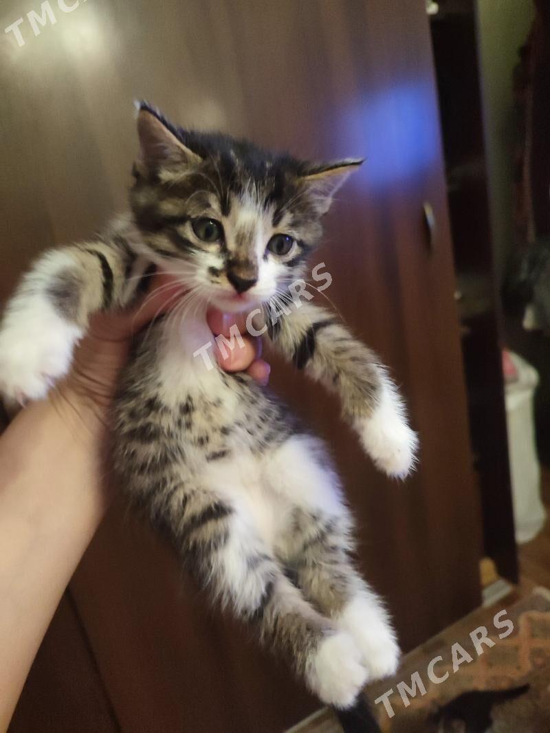 Котята - Türkmenabat - img 3