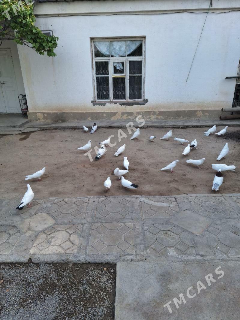 kepderi - Бузмеин - img 2