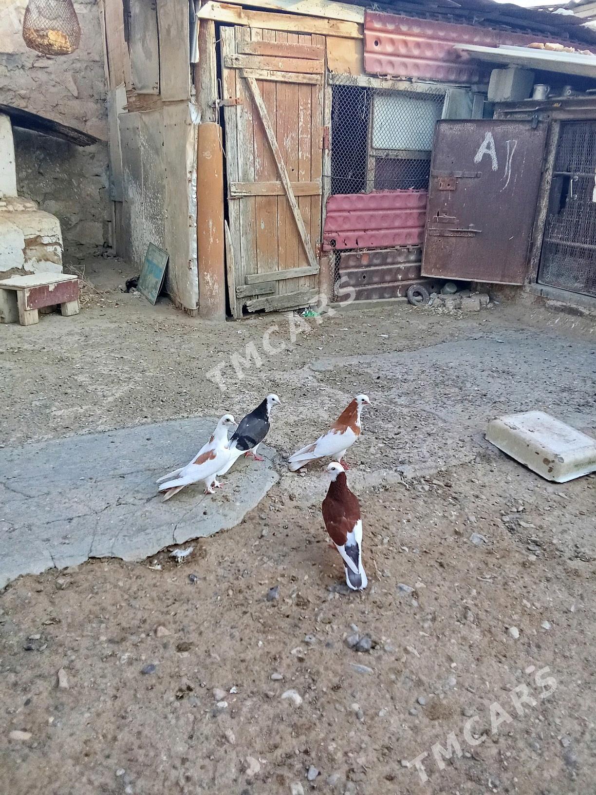 Kepderi - Gyzylarbat - img 4