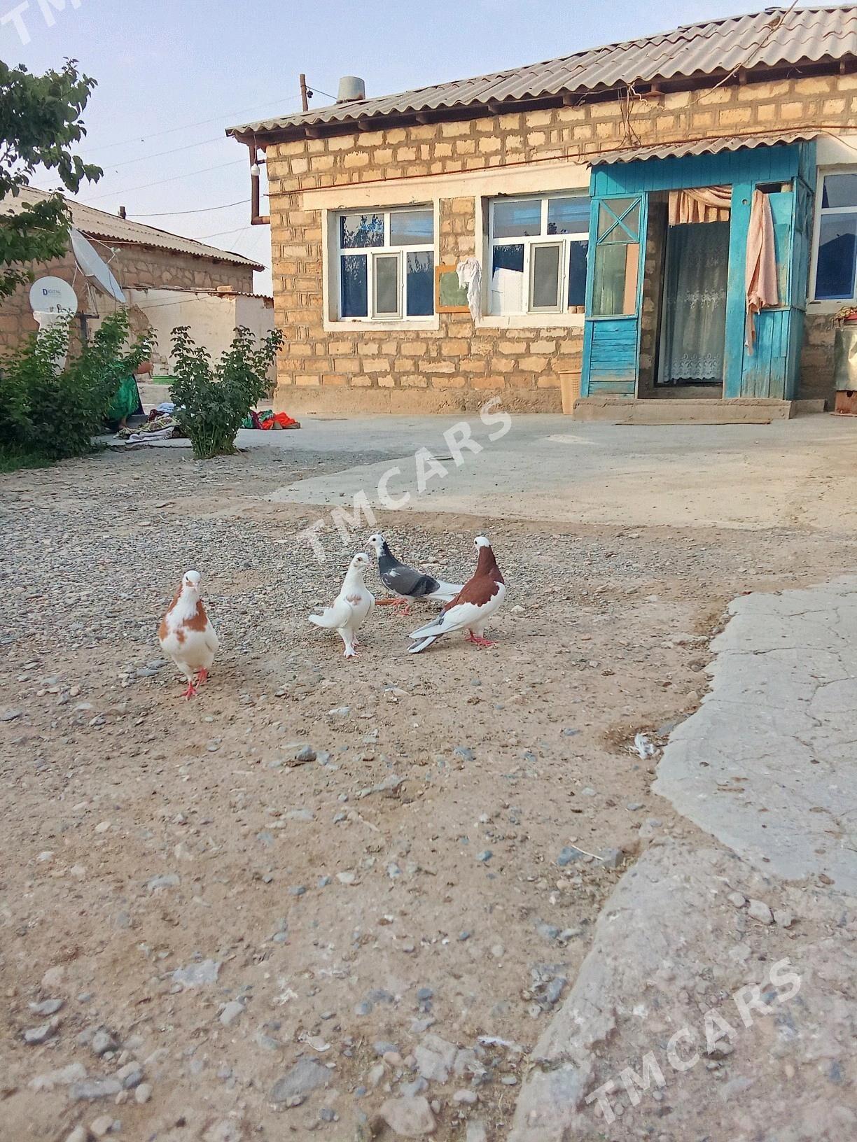 Kepderi - Gyzylarbat - img 5