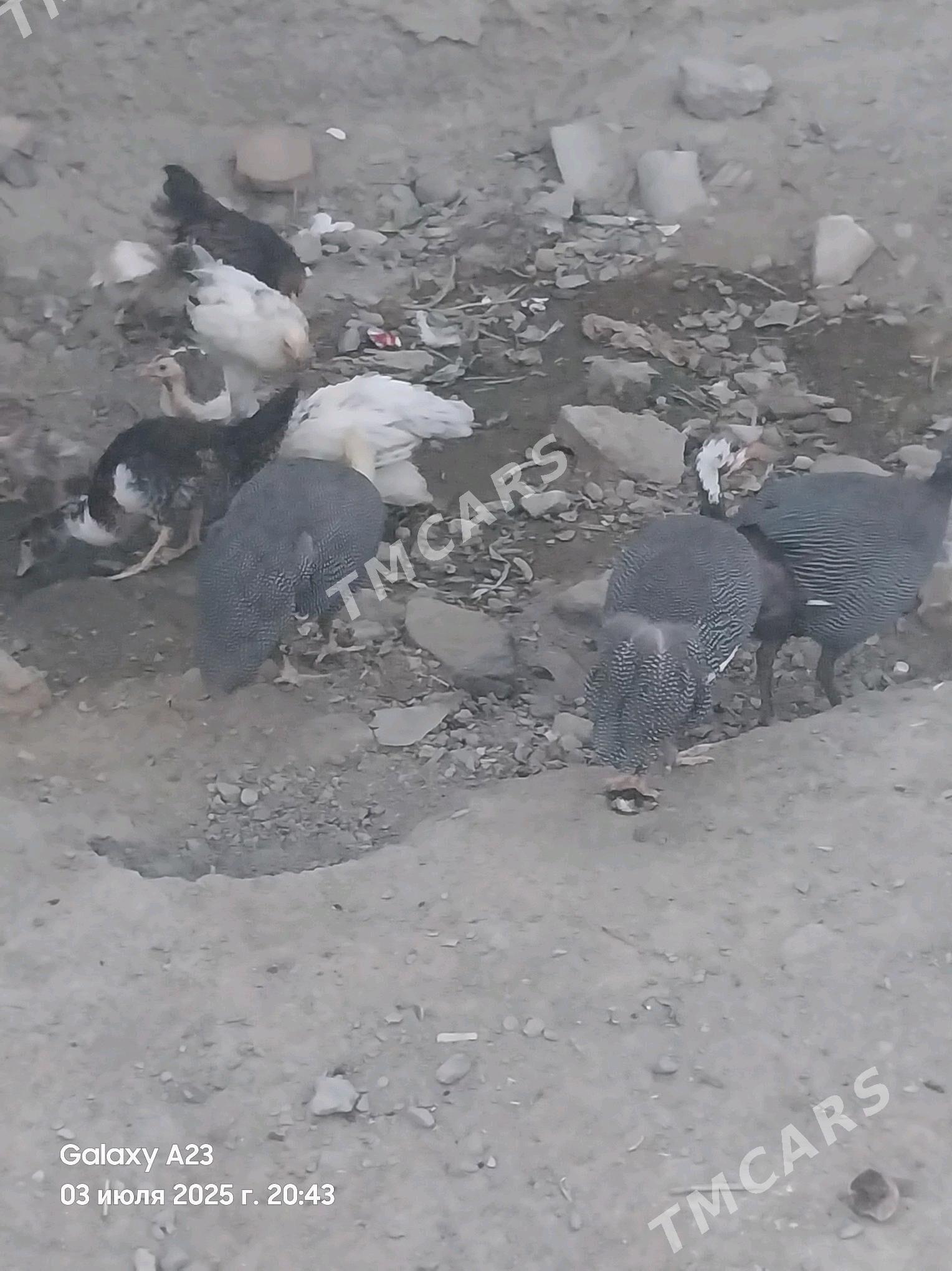 Kåkilik sisarka guş - Bäherden - img 2