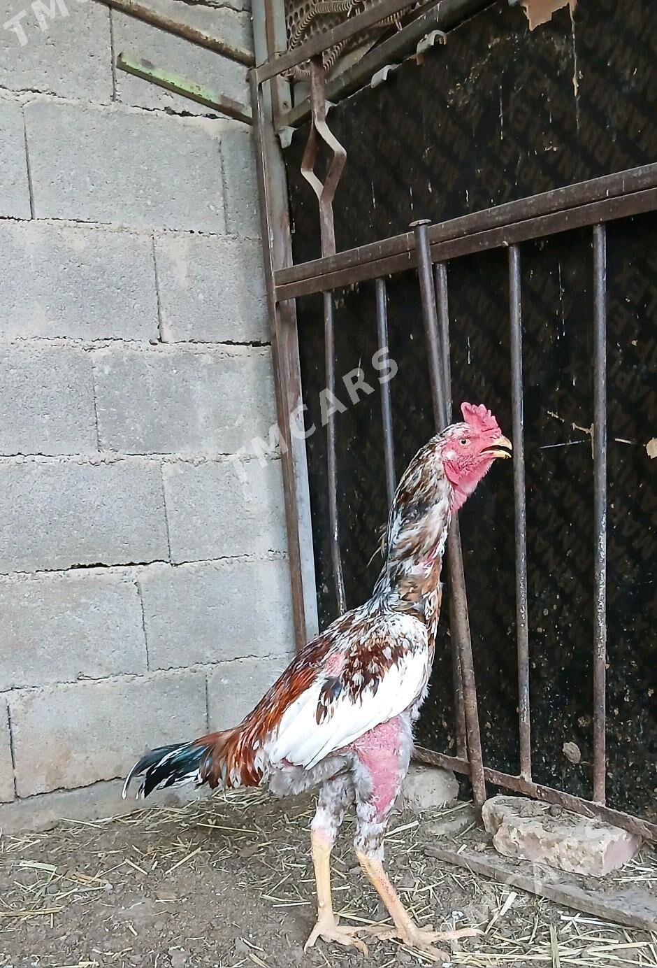 TAŞKENT HORAZ - Aşgabat - img 2