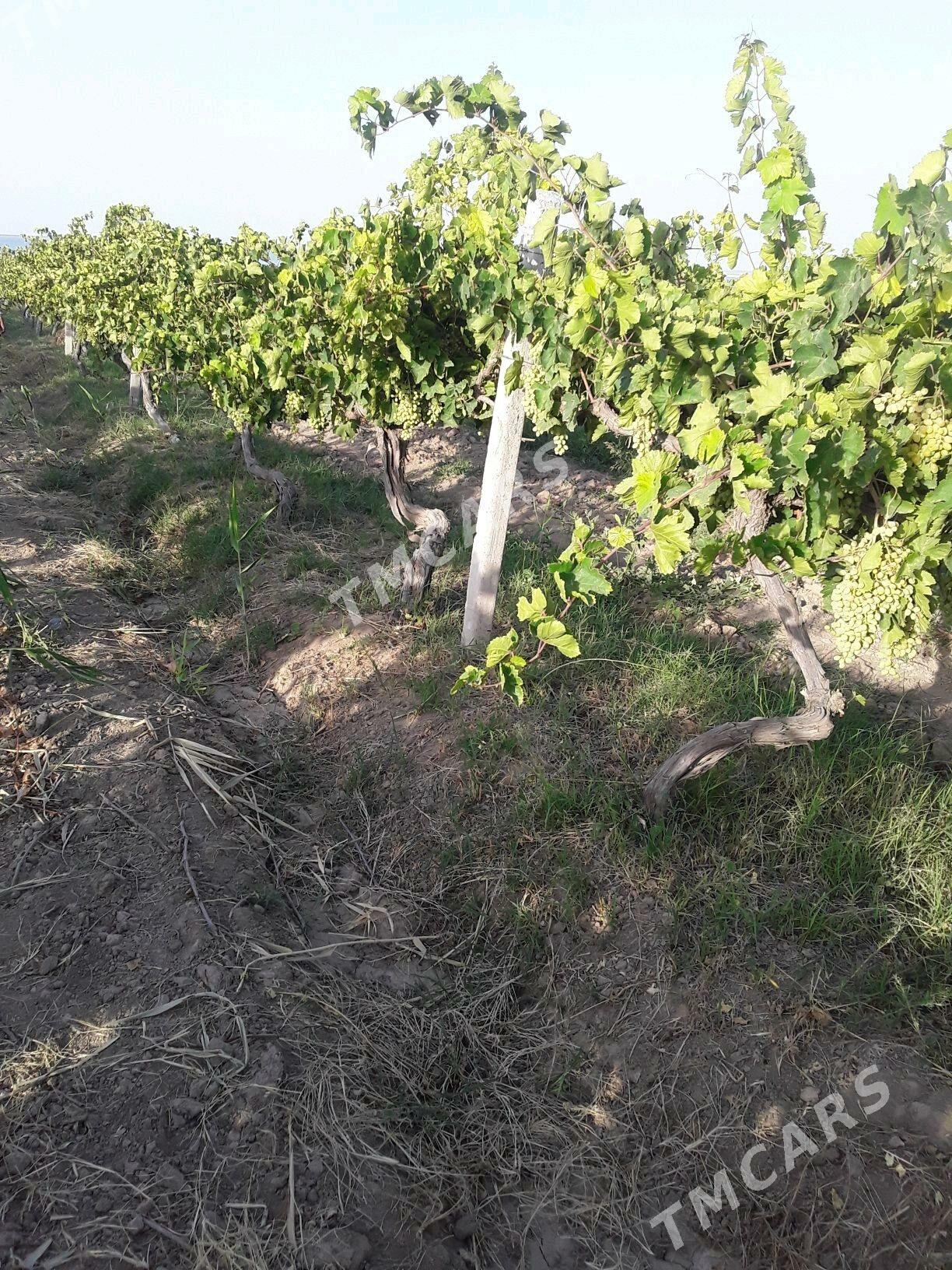 üzüm gekdar - Gökdepe - img 3