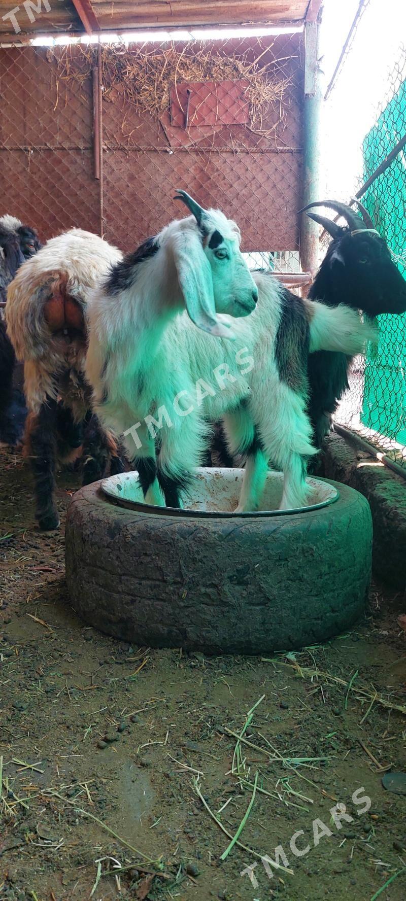 Arassa pakistan  - Хитровка - img 6