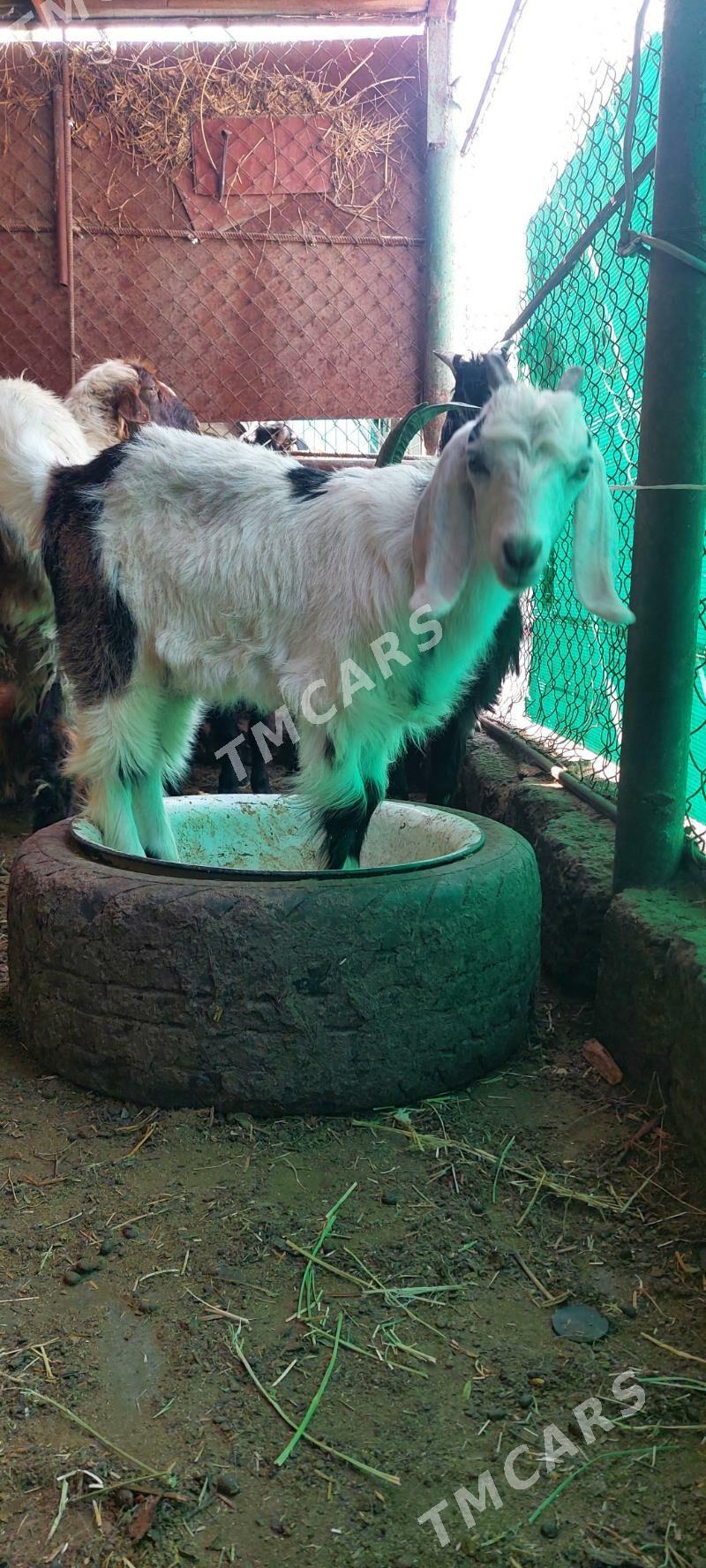 Arassa pakistan  - Хитровка - img 4