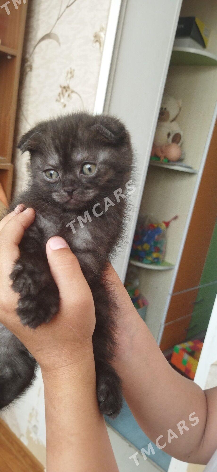 Котята - Türkmenabat - img 2