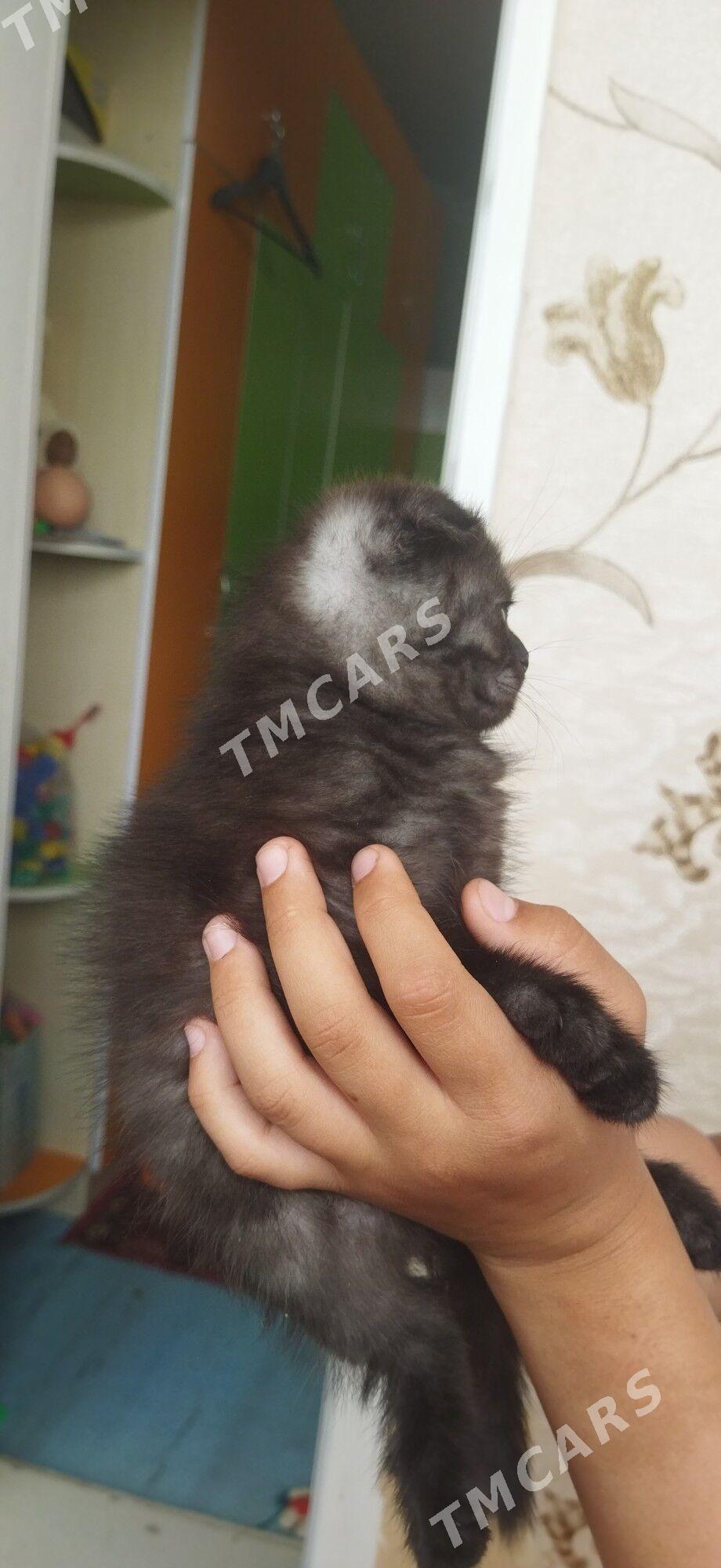 Котята - Türkmenabat - img 3