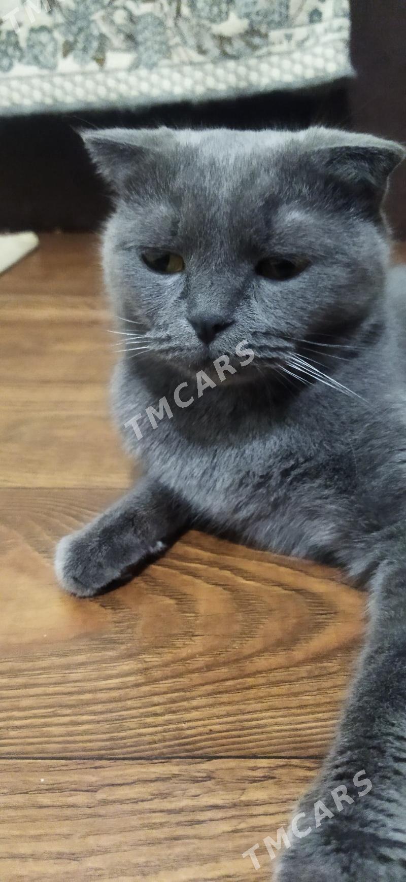 Котята - Türkmenabat - img 5