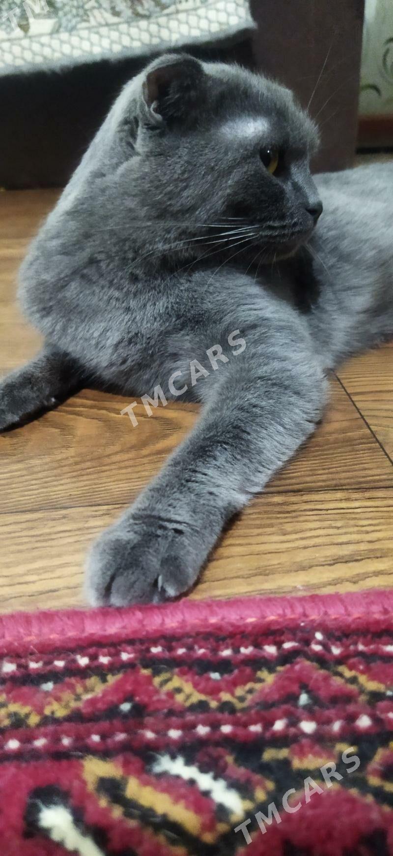 Котята - Türkmenabat - img 6