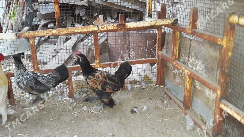 Karlik - Türkmenabat - img 2