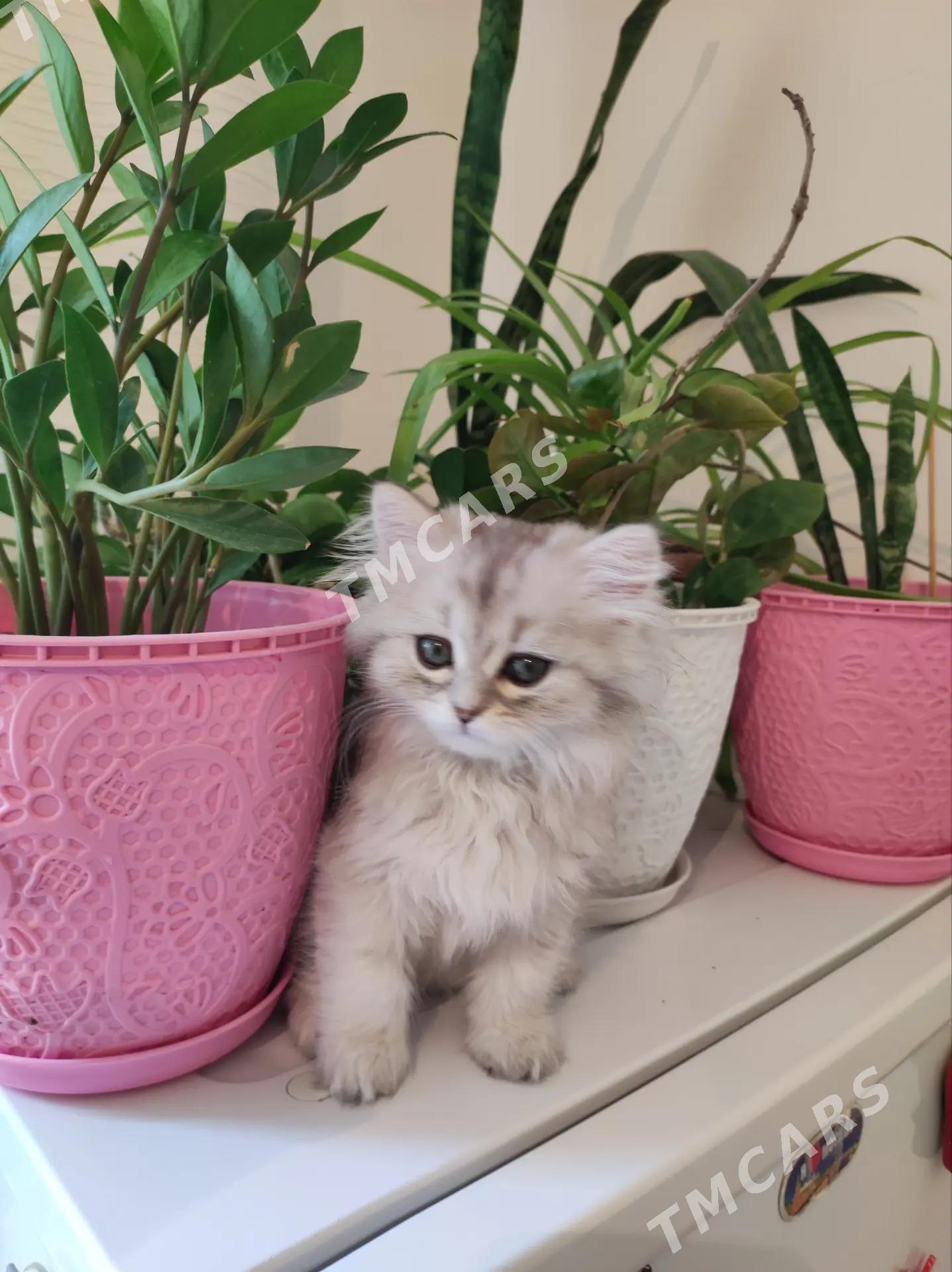 котенок - Aşgabat - img 5
