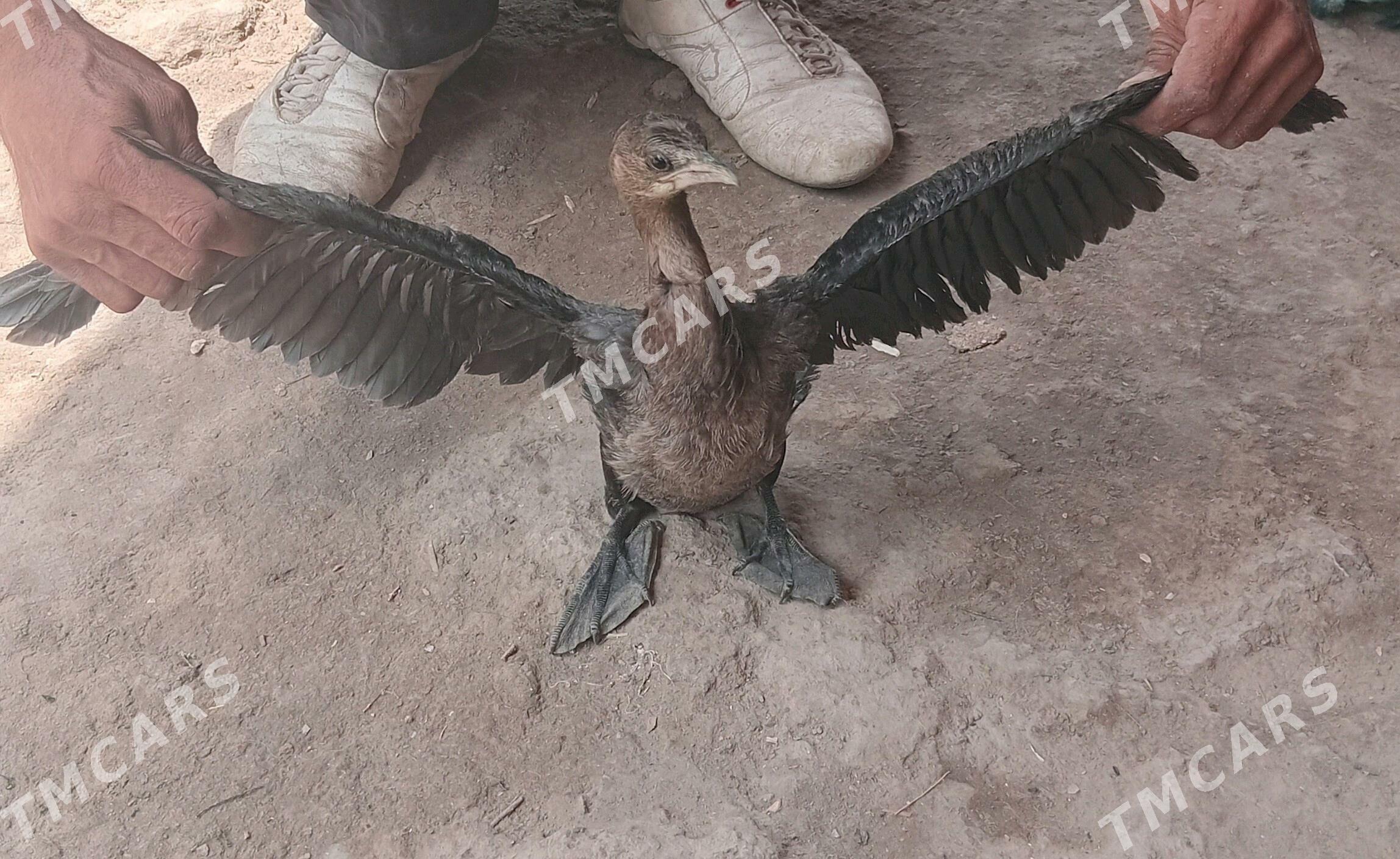 Ucyan yuzyan gus - Köneürgenç - img 1