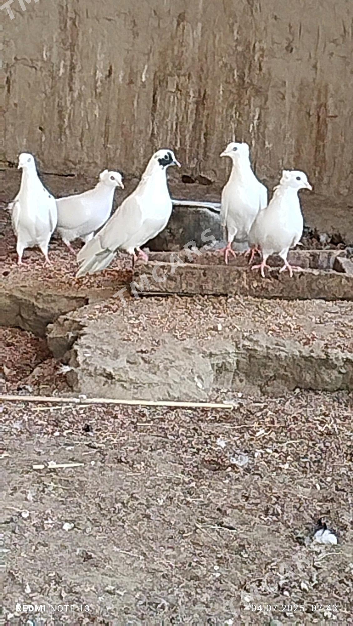 Akja kepderi - Sakarçäge - img 2