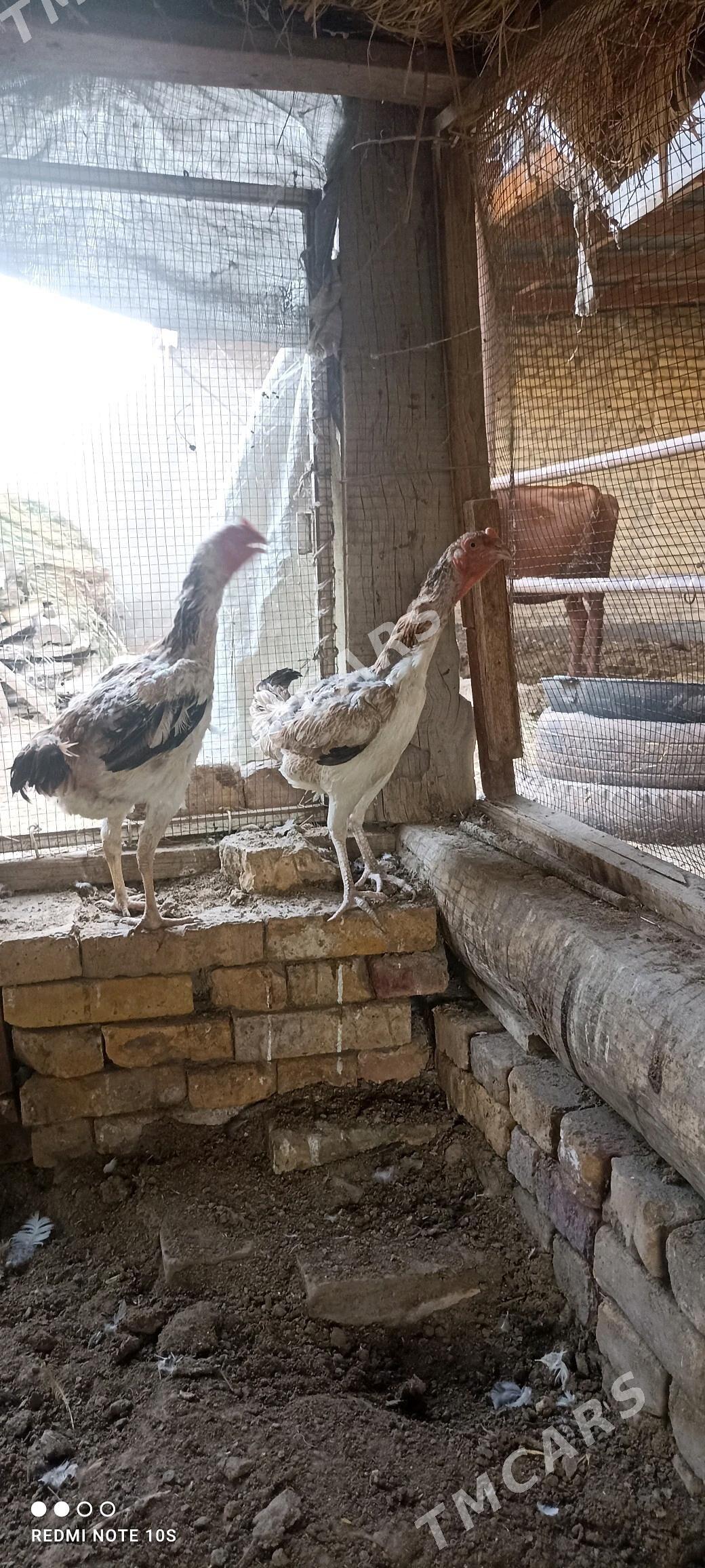 baysok towuklar - Türkmenabat - img 2