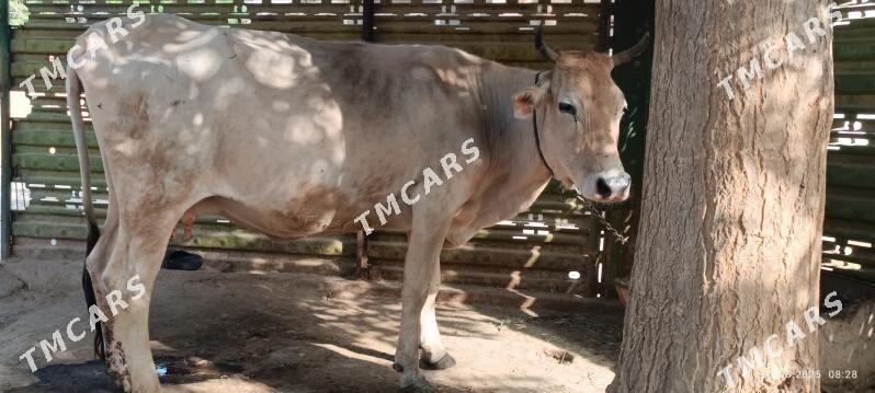 Sygyr - Gyzylarbat - img 2
