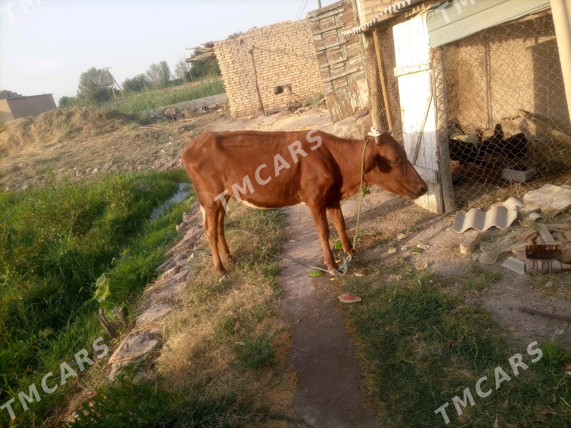 Gunajyn - Sakar - img 3