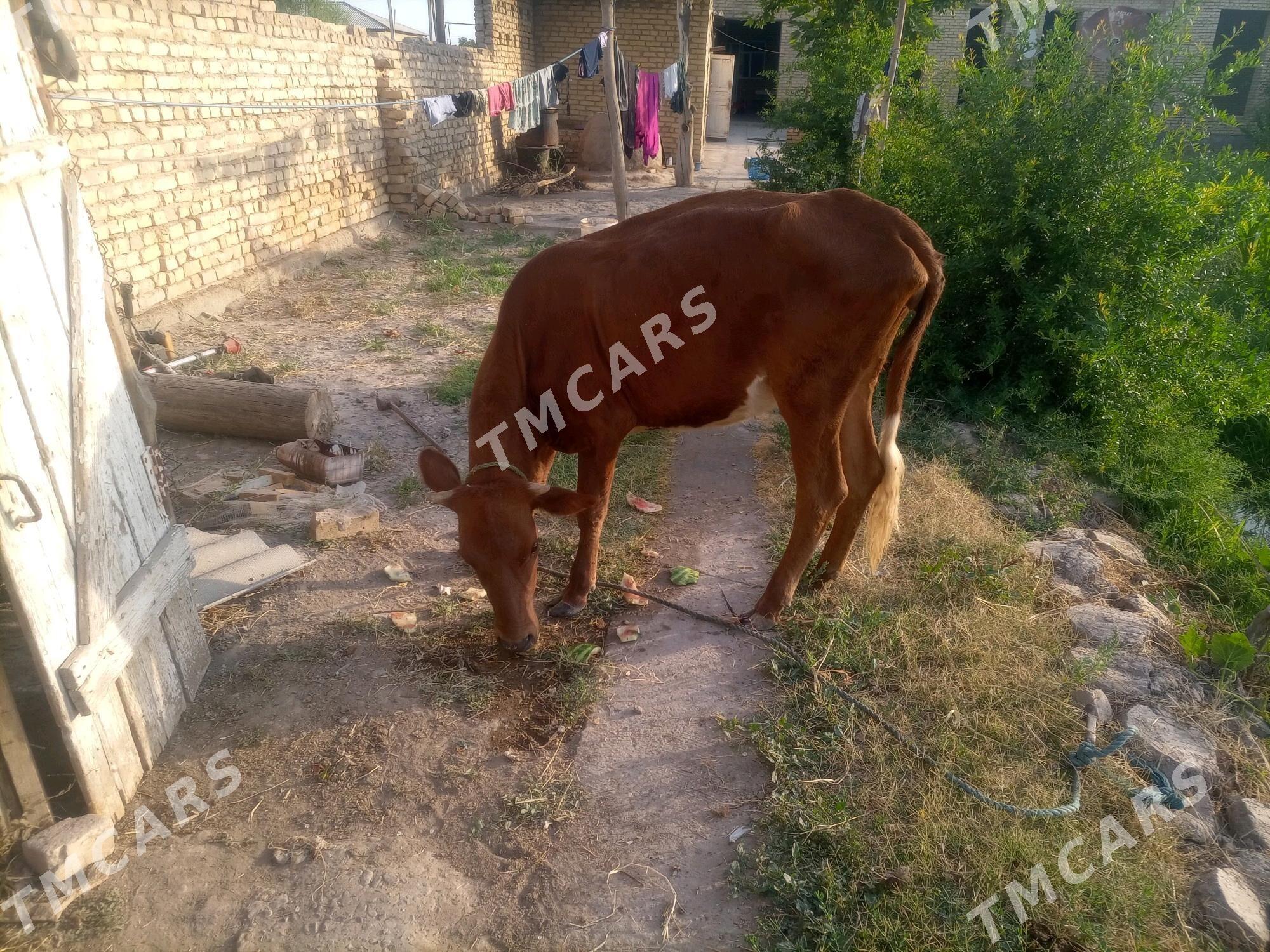 Gunajyn - Sakar - img 2