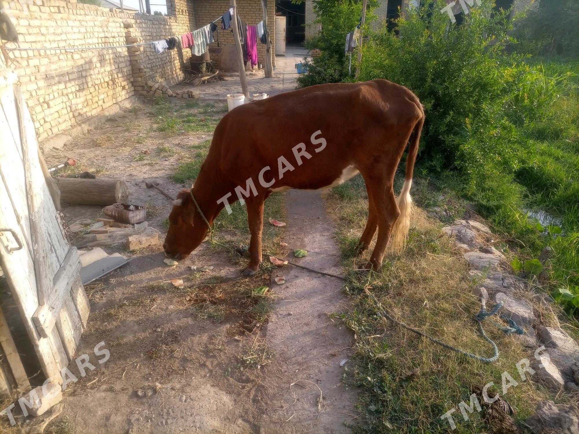 Gunajyn - Sakar - img 5