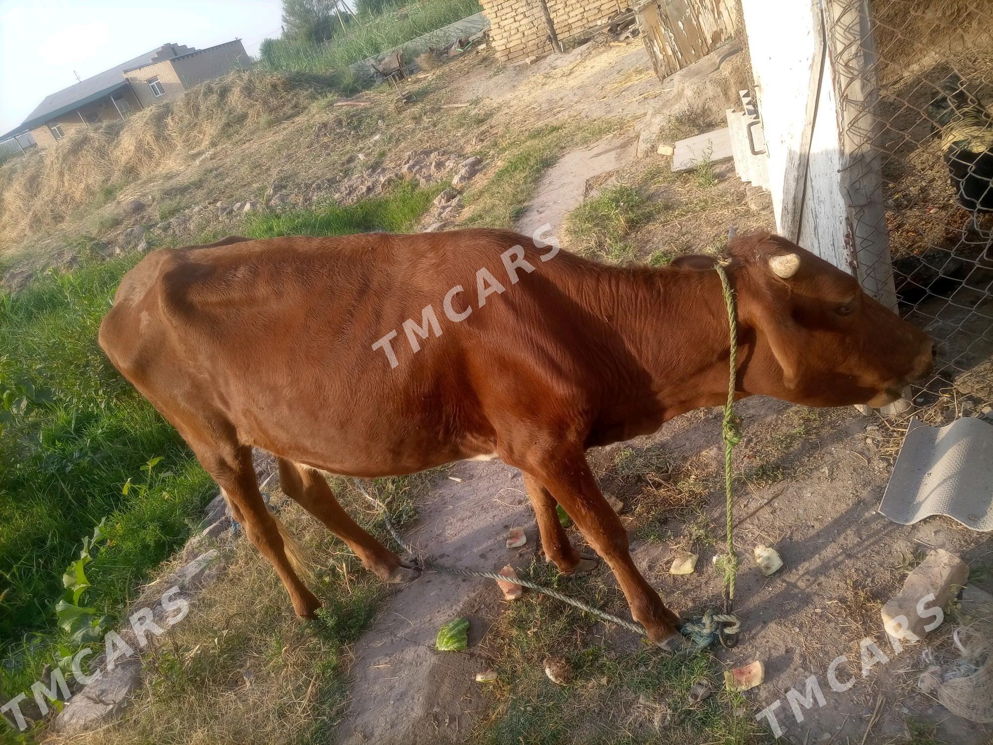 Gunajyn - Sakar - img 6