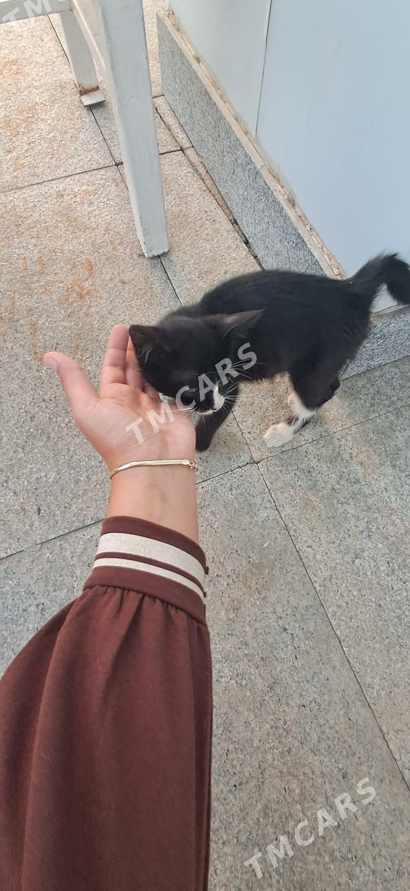 котёнок мальчик - Balkanabat - img 2