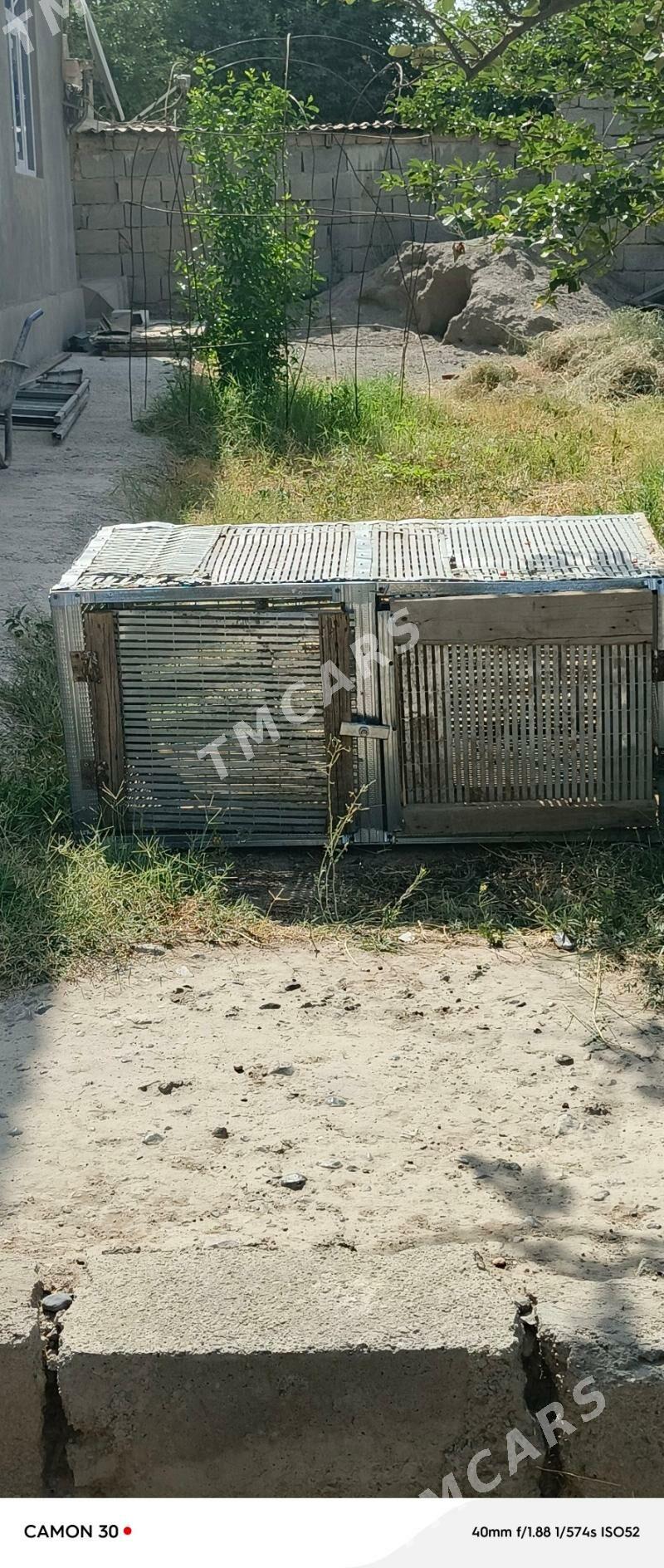 towşan ýatak - Гёкдже - img 2