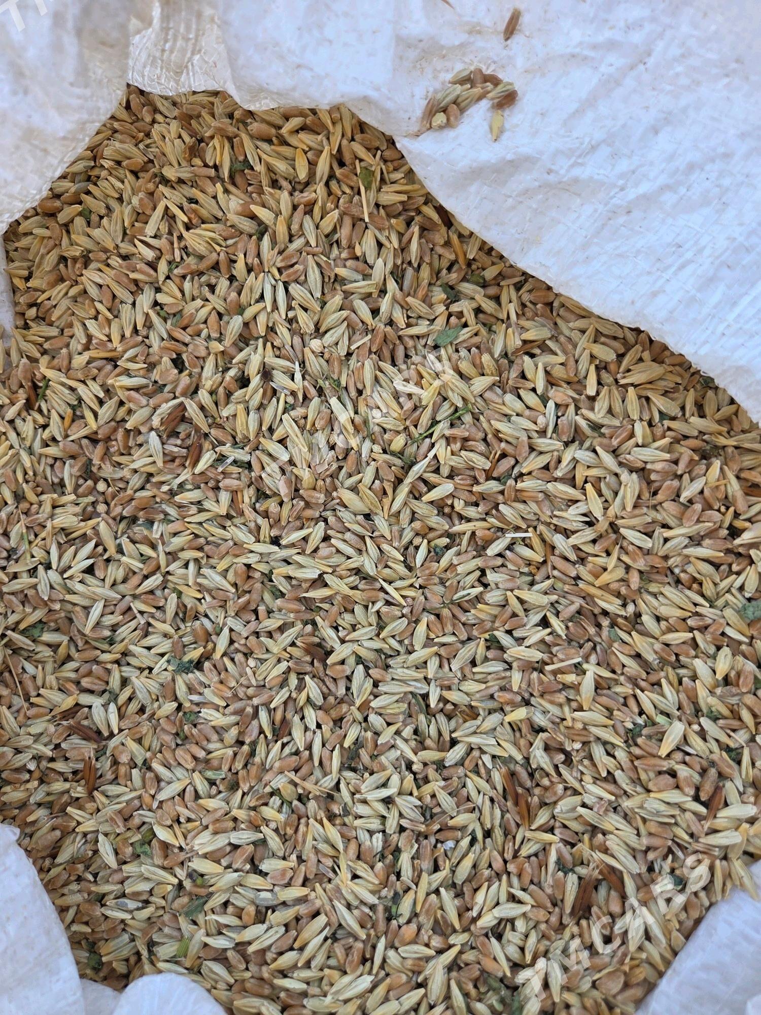 Tritikale - Kaka - img 2
