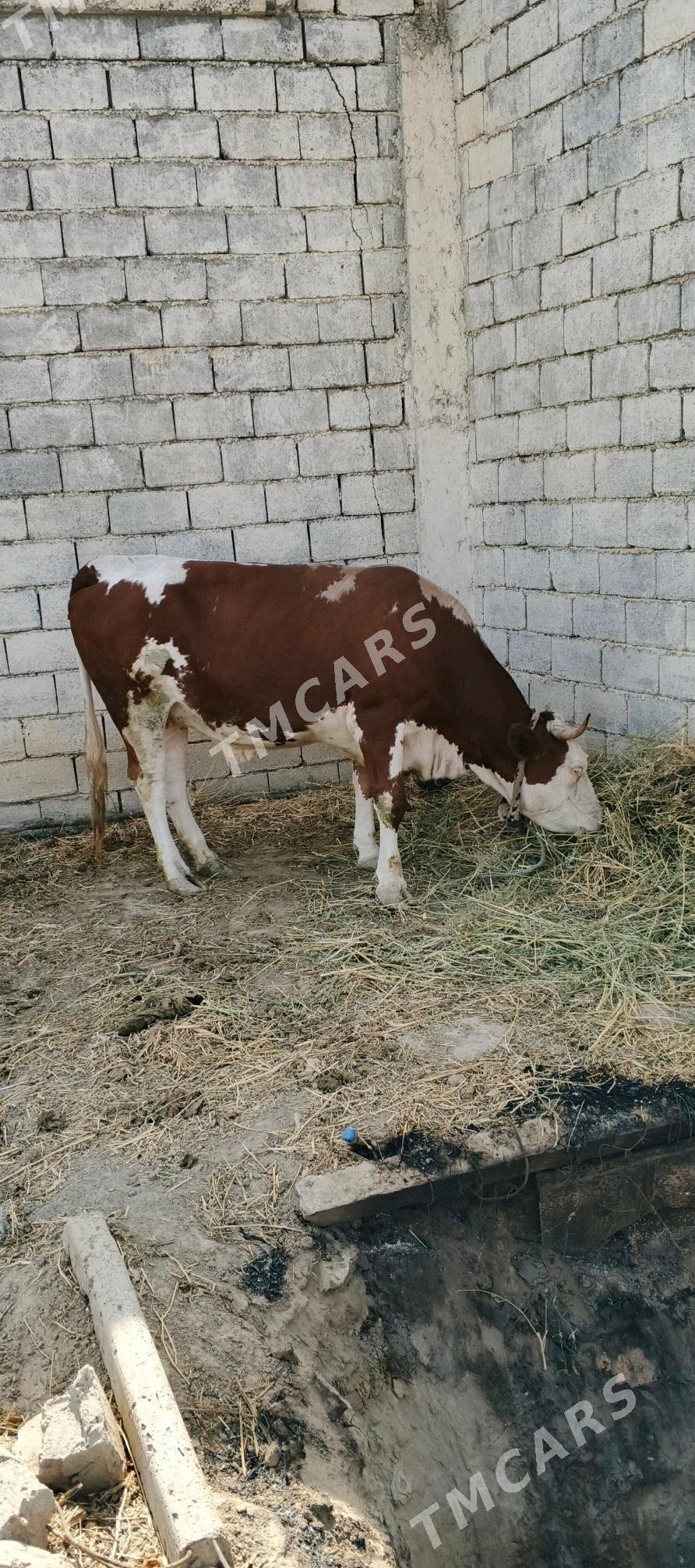 Arassa tohum gole - Bagyr - img 2