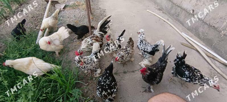 ýaponçik sultanka - Türkmenabat - img 2