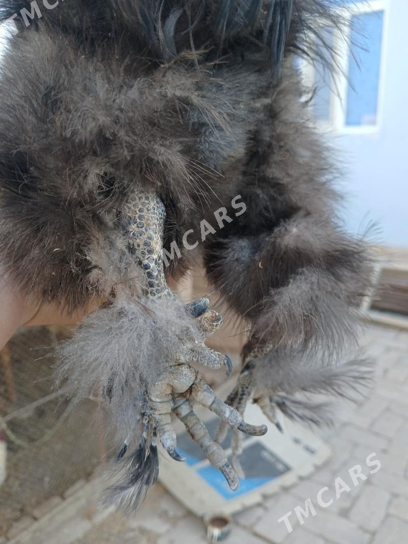 towshan tuy karlik horaz - Kerki - img 2