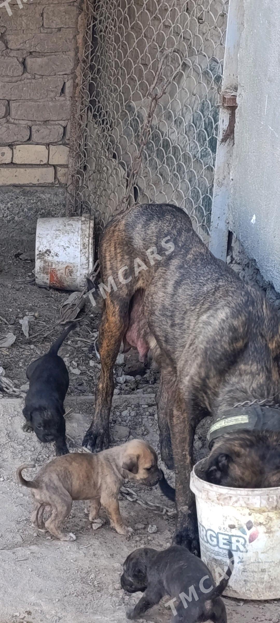 pitbul - Daşoguz - img 2
