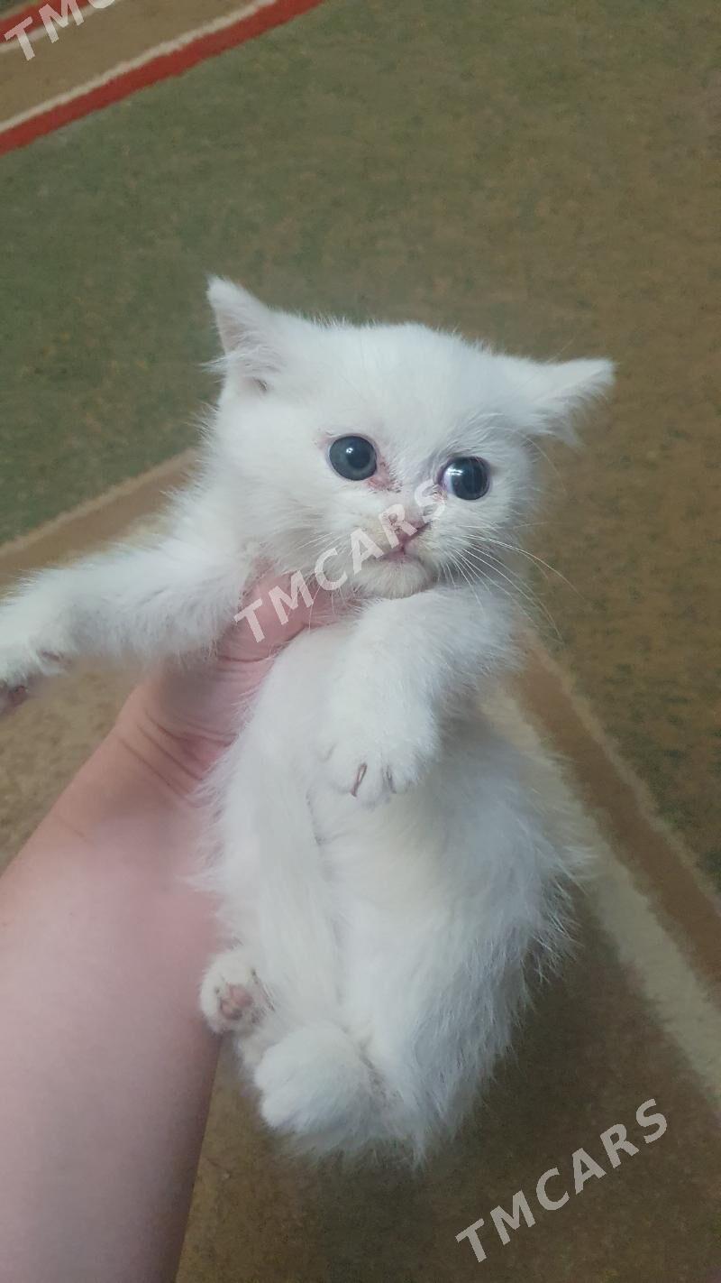 Шотландские котята - Ашхабад - img 3