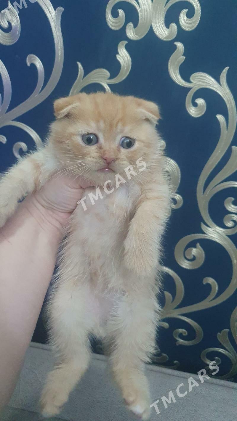 Шотландские котята - Ашхабад - img 5