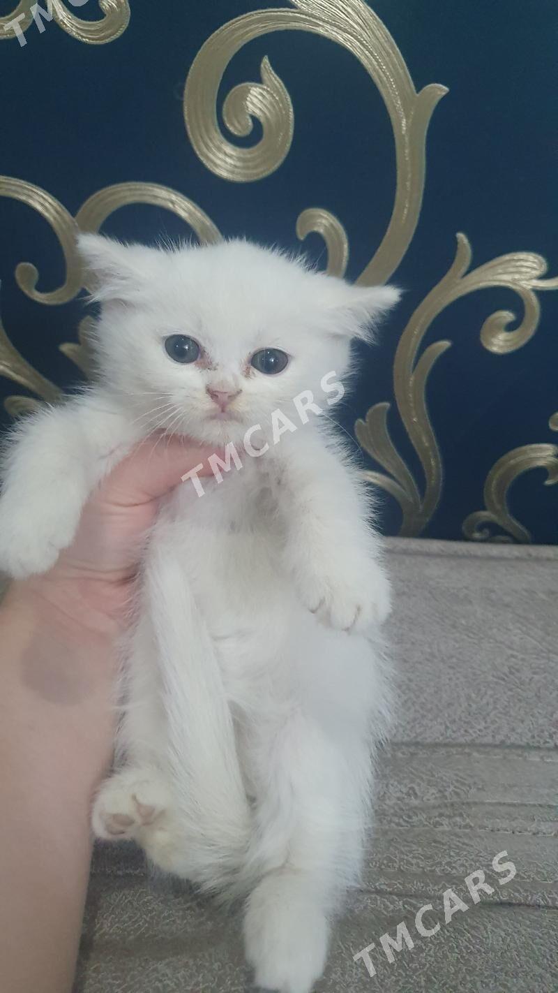 Шотландские котята - Ашхабад - img 2