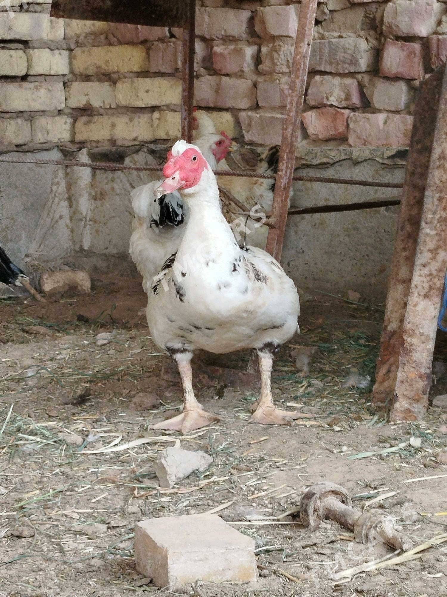 Indugutga Horaz - Tejen - img 2