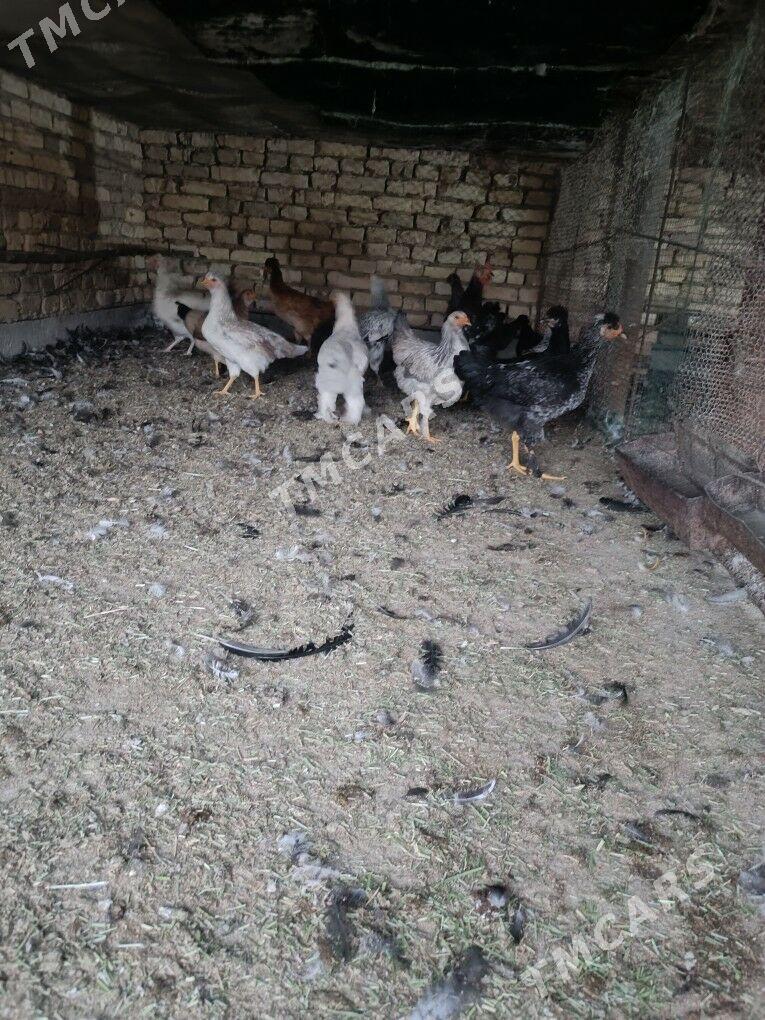 gigant towuklar - Wekilbazar - img 2